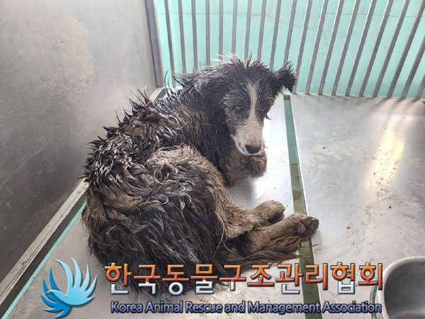 한국동물구조관리협회_441409202300919